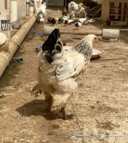 طقم دجاج براهما كلومبي كونك 3