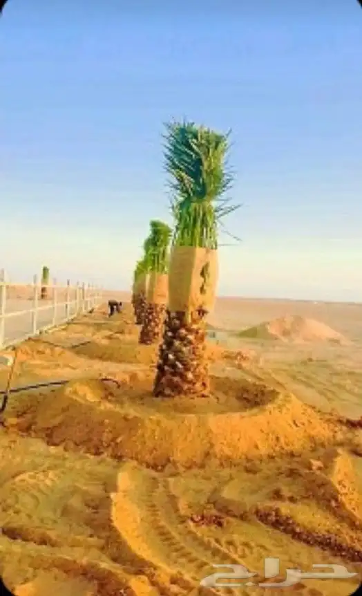 نخيل بجميع انواعه فسايل ونقايل وجثايث 1
