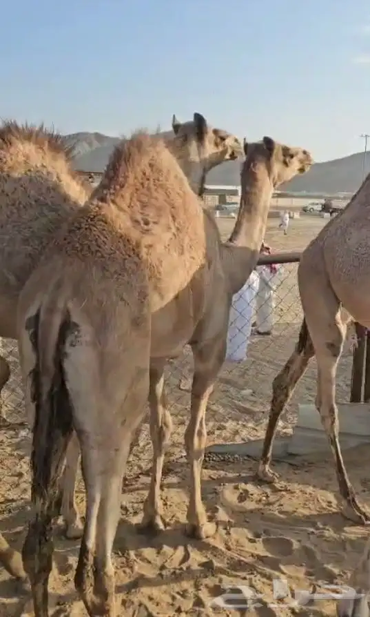 قعدان بلدي كفو فل شحم للبيع 0