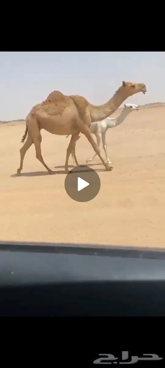 ضريبه على جميع الشروط 0