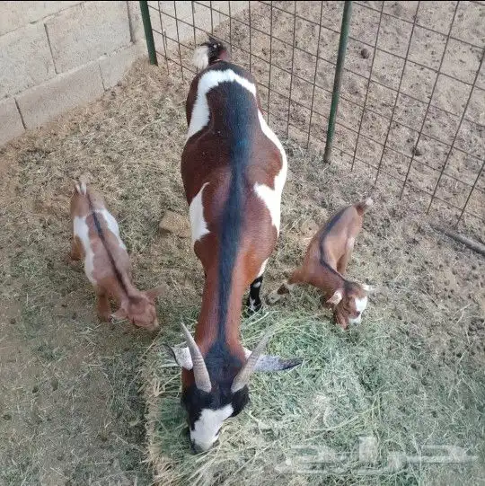 عنز قزمية معها توم تيوس للبيع 3