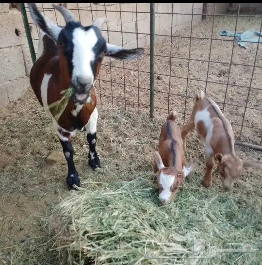 عنز قزمية معها توم تيوس للبيع 4