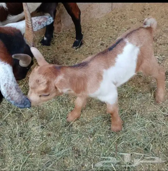 عنز قزمية معها توم تيوس للبيع 2