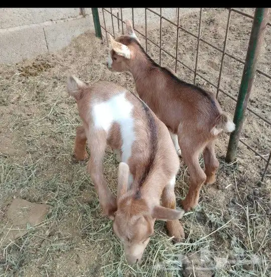 عنز قزمية معها توم تيوس للبيع 0