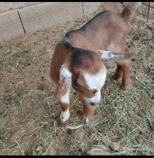 عنز قزمية معها توم تيوس للبيع 1