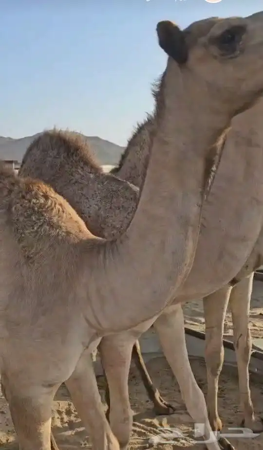 قعدان بلدي كفو فل شحم للبيع 1