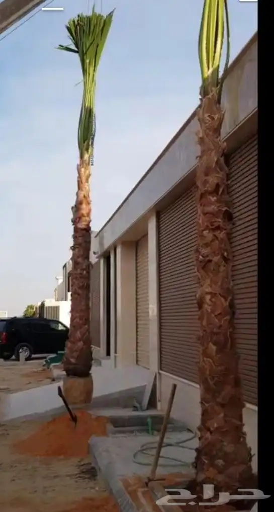 نخل واشنطني زينه 0
