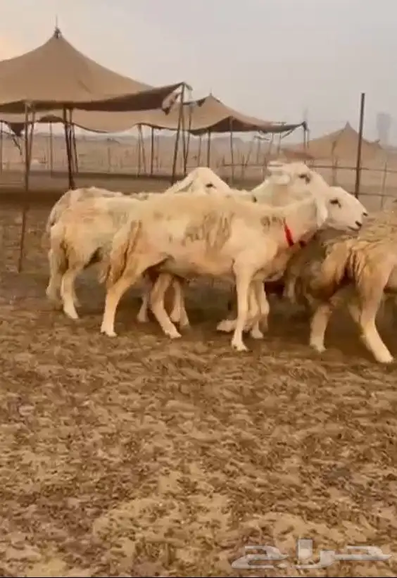 غنم حريات رخال حرش صنف 0