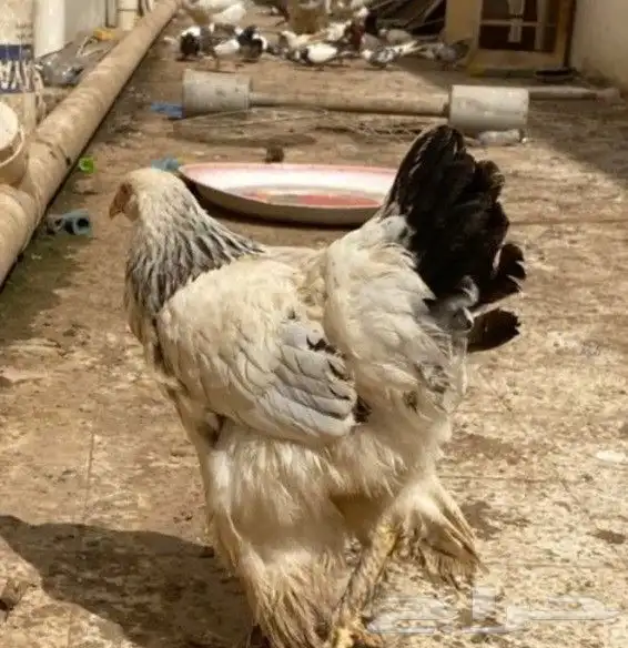 طقم دجاج براهما كلومبي كونك 2