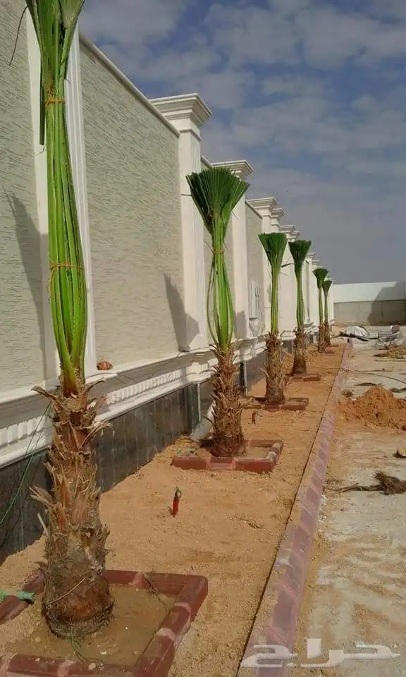 نخل وشنطني زينه امريكي للبيع 3