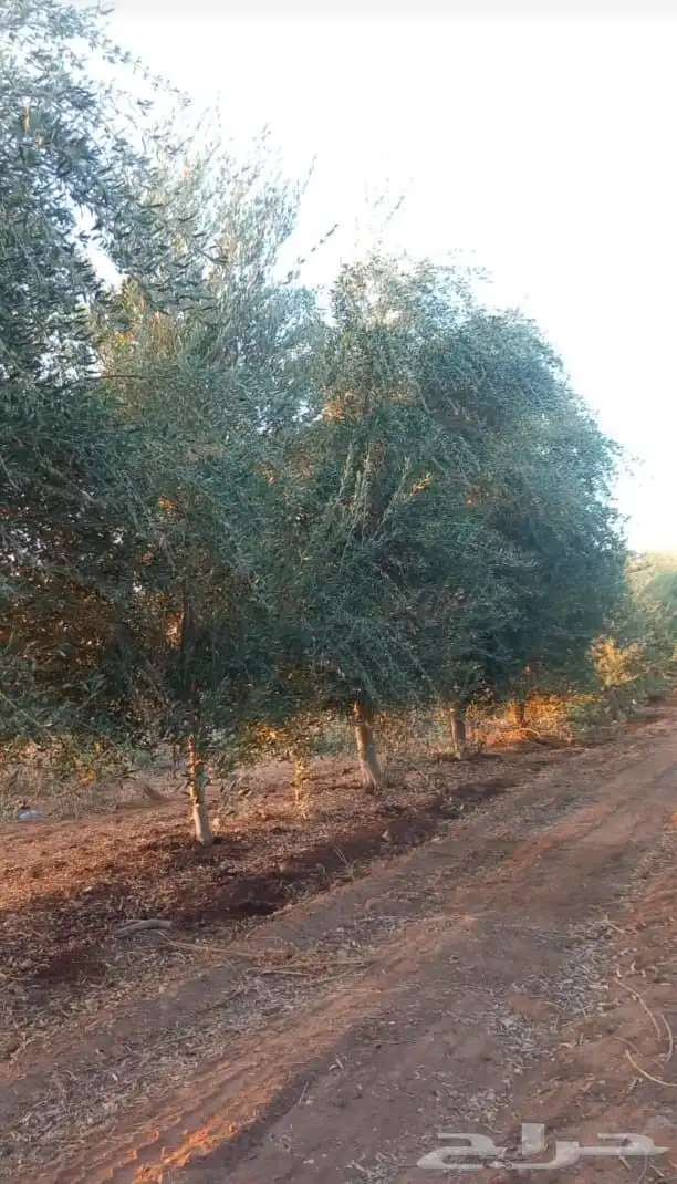يوجد لدينا زيتون معمر زيتون وسط الحجم وشتلات أسعار طيبه 2