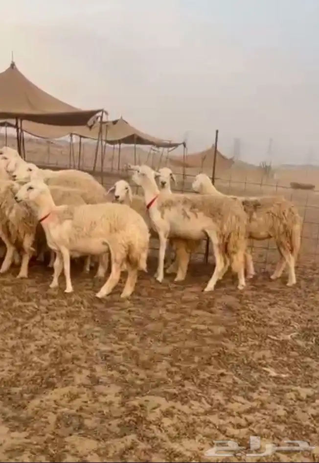 غنم حريات رخال حرش صنف 3