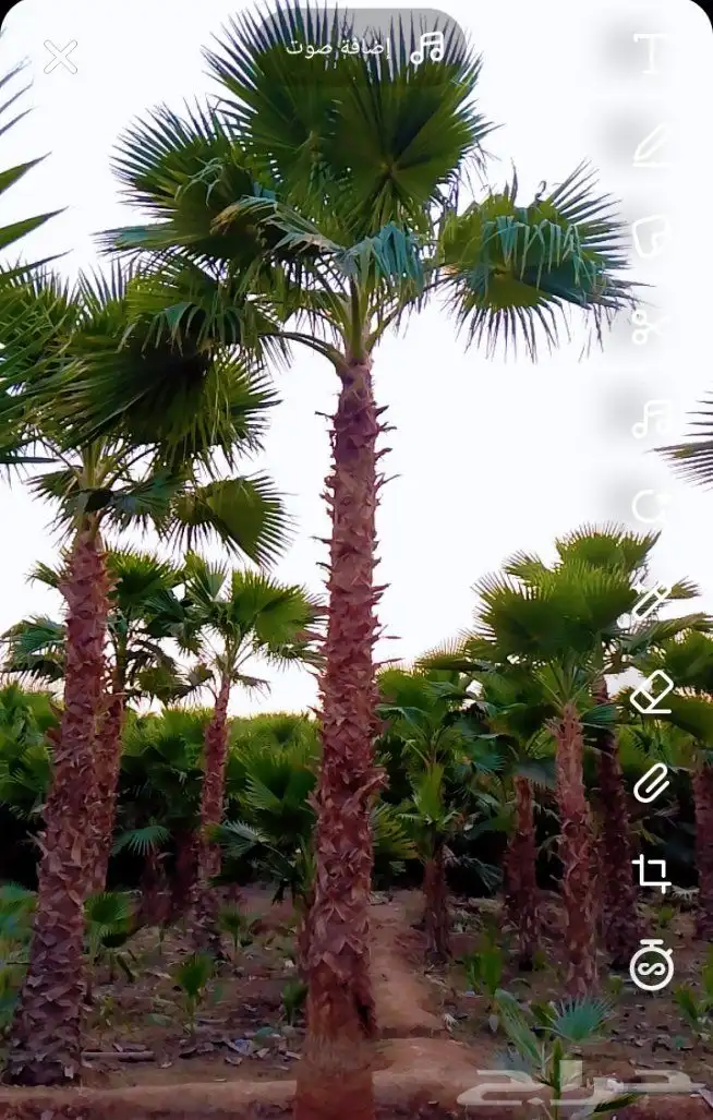 نخل واشنطني زينه 2