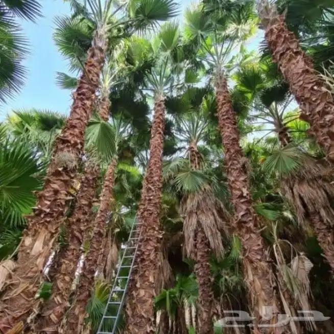 نخل واشنطني زينه 3