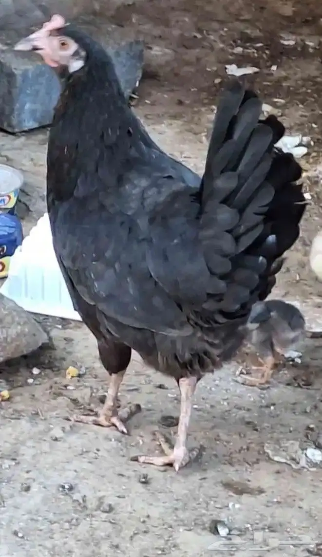 دجاج وديكة للبيع 3