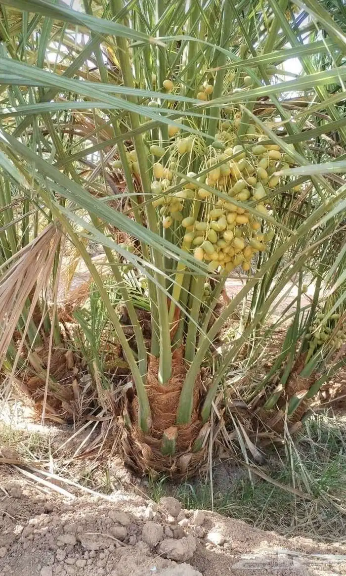 يوجد جميع انواع النخيل وجميع المقست   053 863 9765 8