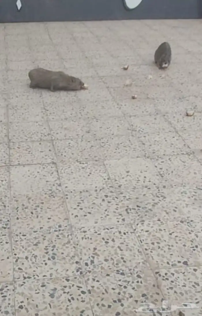 وبران للبيع اليفه 1