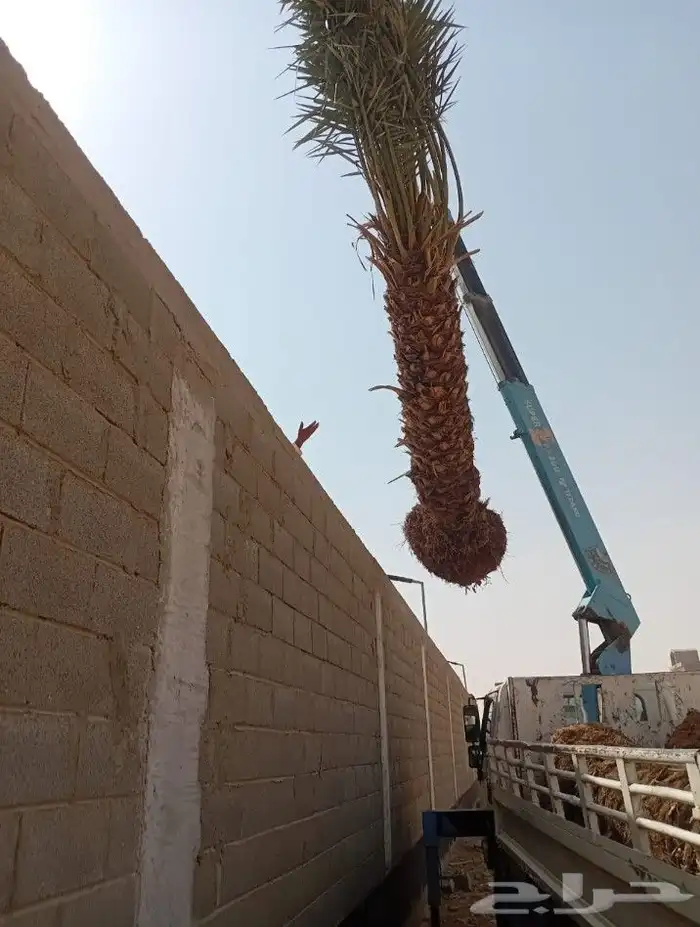 فروخ جثايث نقايل تصدير قطر الكويت الامارات جميع الانواع متو 2