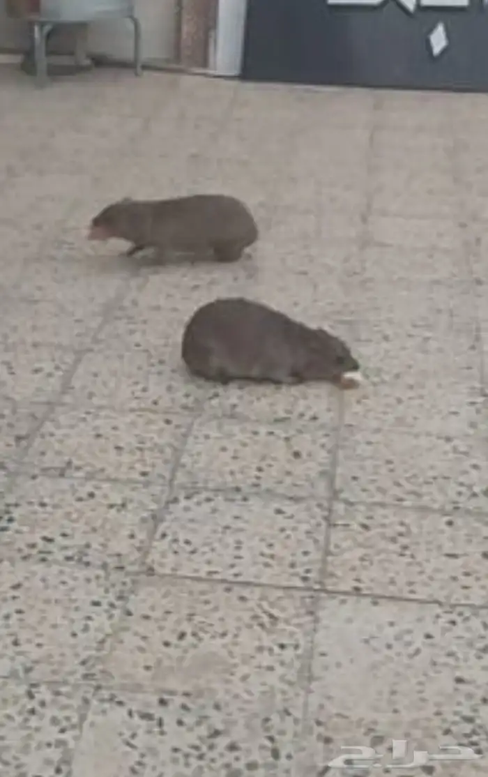 وبران للبيع اليفه 0