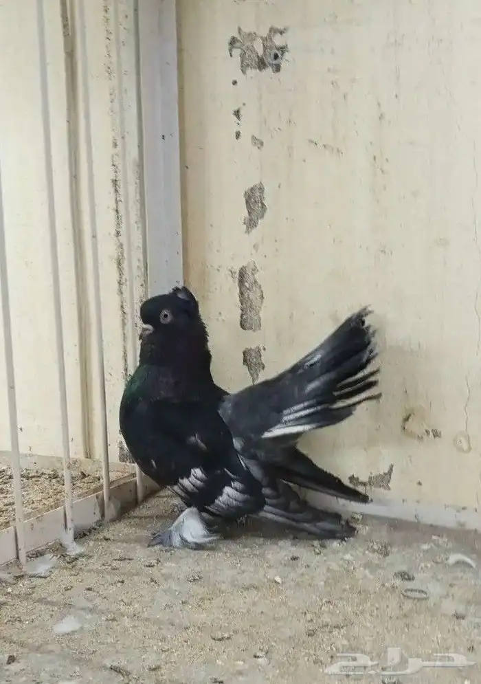 سلام عليكم 1