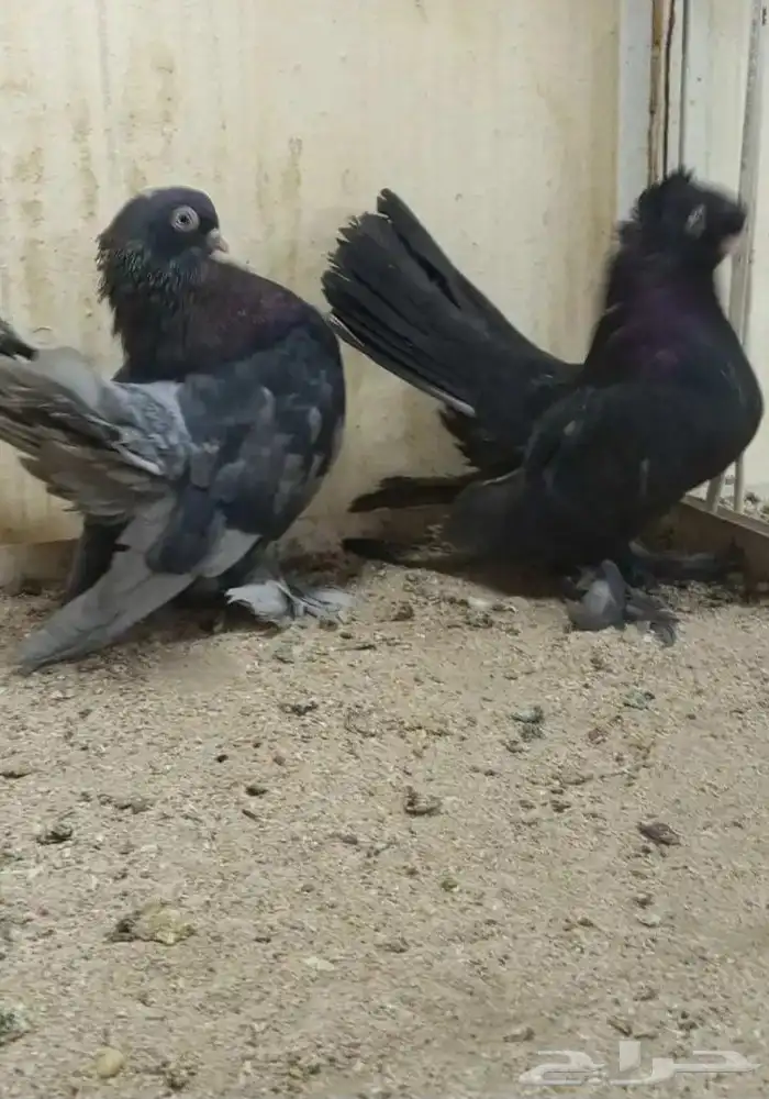 سلام عليكم 2