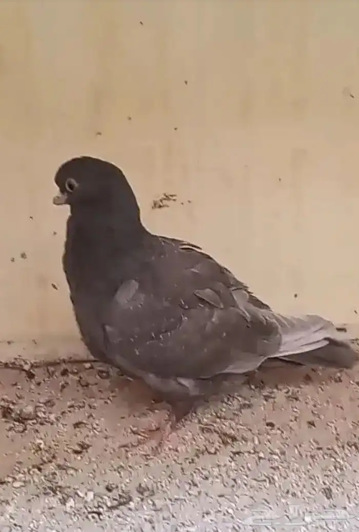 سلام عليكم 3