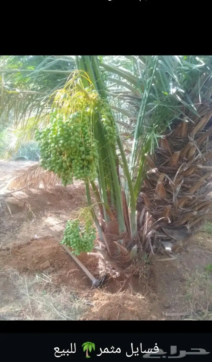يوجد جميع انواع النخيل وجميع المقست   053 863 9765 9