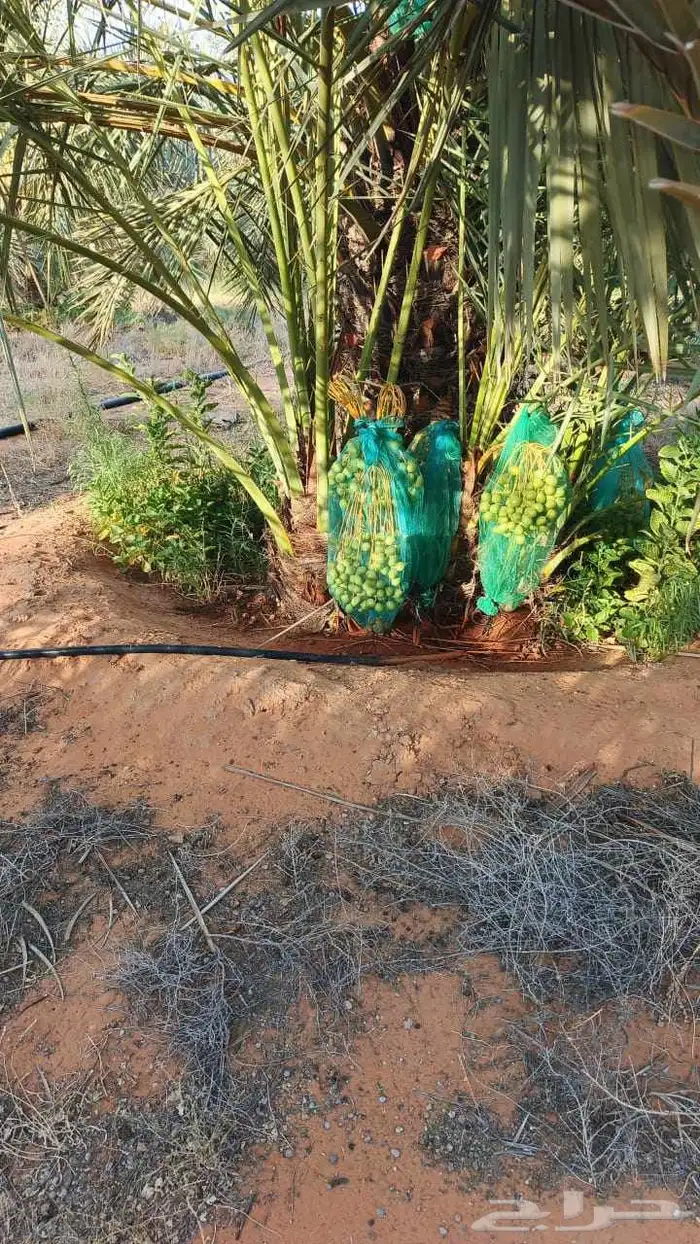 يوجد جميع انواع النخيل وجميع المقست   053 863 9765 7