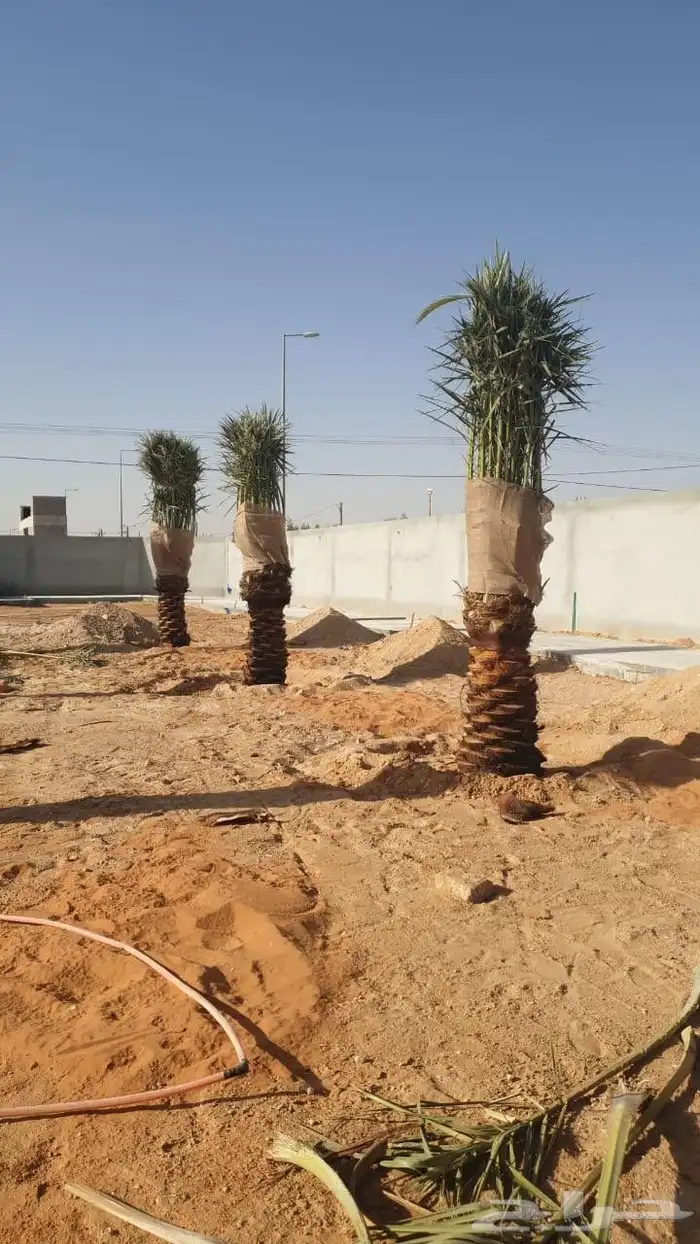 تنسيق حدائق 7