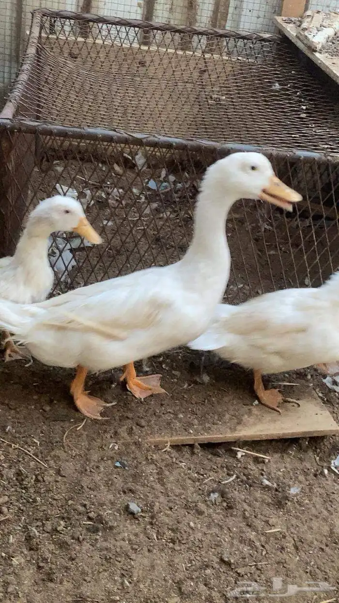 بط كفو للبيع ثنتين اناثي وذكر قد حبس عندي 0