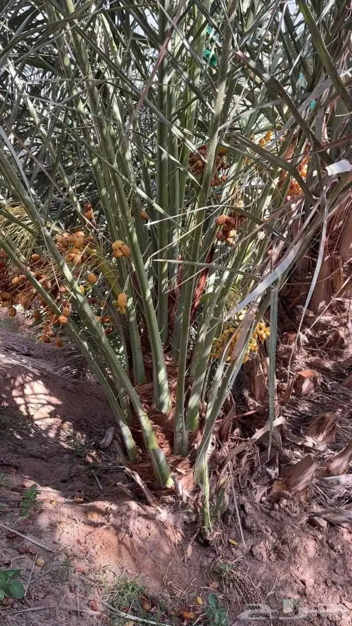 نخيل مثمره صقعي مجدول برحي هلالي شيشي عجوه روثانه برني سلاطي 1