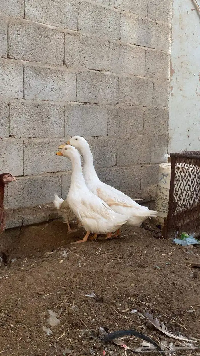 بط كفو للبيع ثنتين اناثي وذكر قد حبس عندي 1