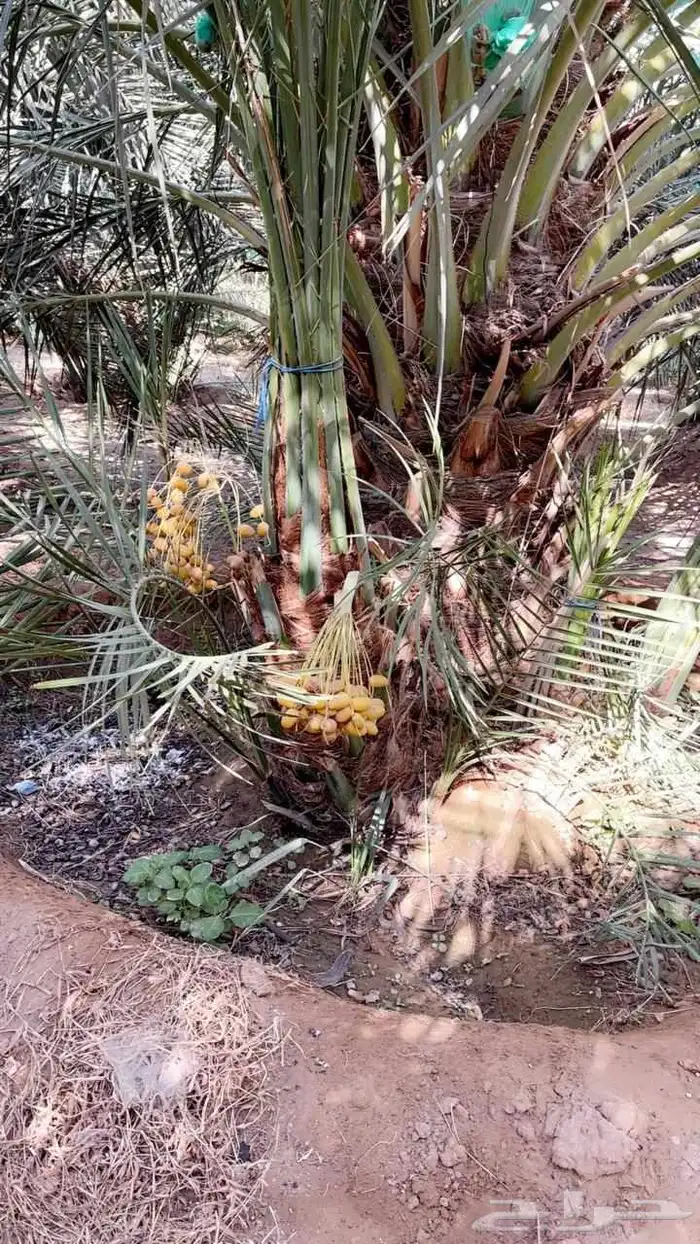 نخيل مثمره صقعي مجدول برحي هلالي شيشي عجوه روثانه برني سلاطي 0