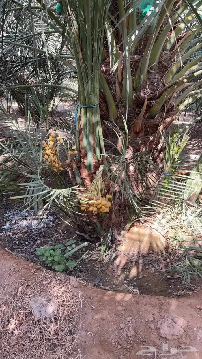 نخيل مثمره صقعي مجدول برحي هلالي شيشي عجوه روثانه برني سلاطي 2