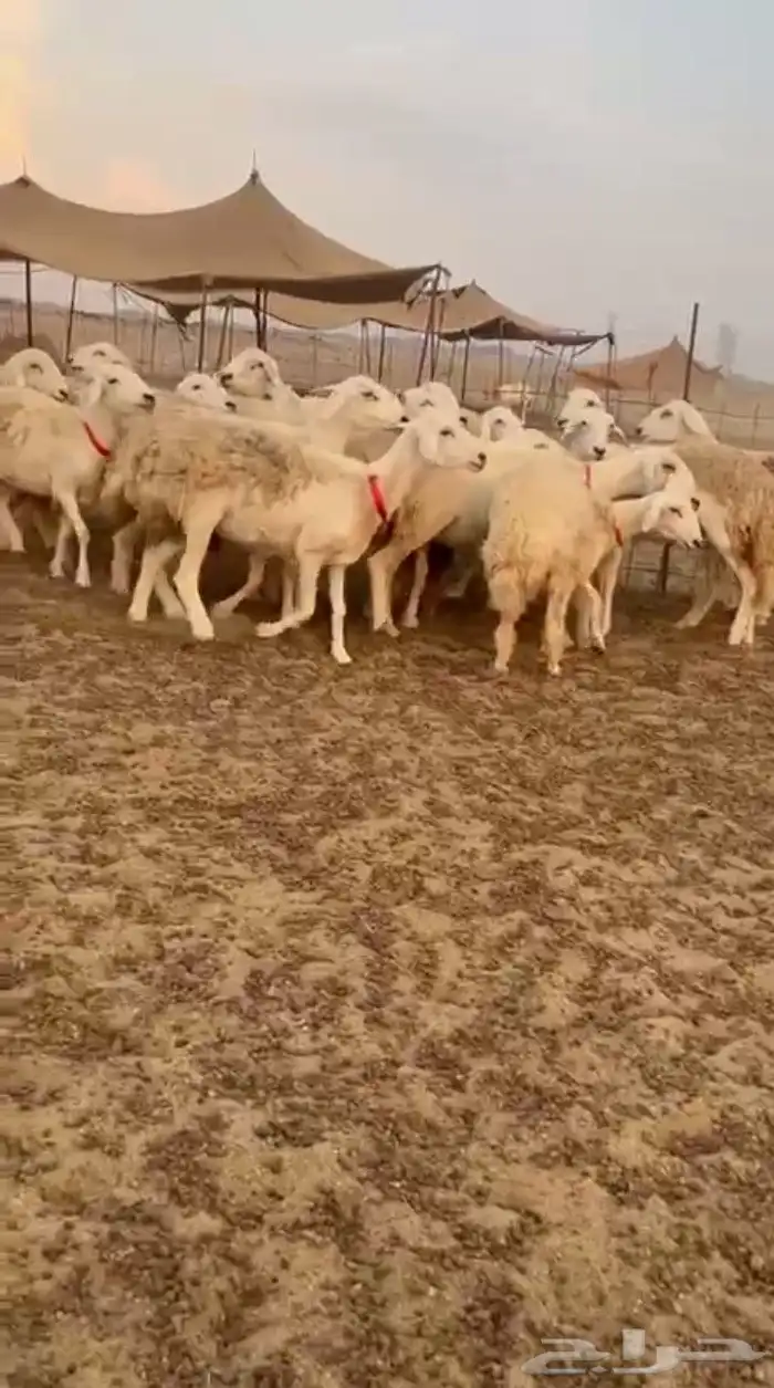 غنم حريات رخال حرش صنف 4