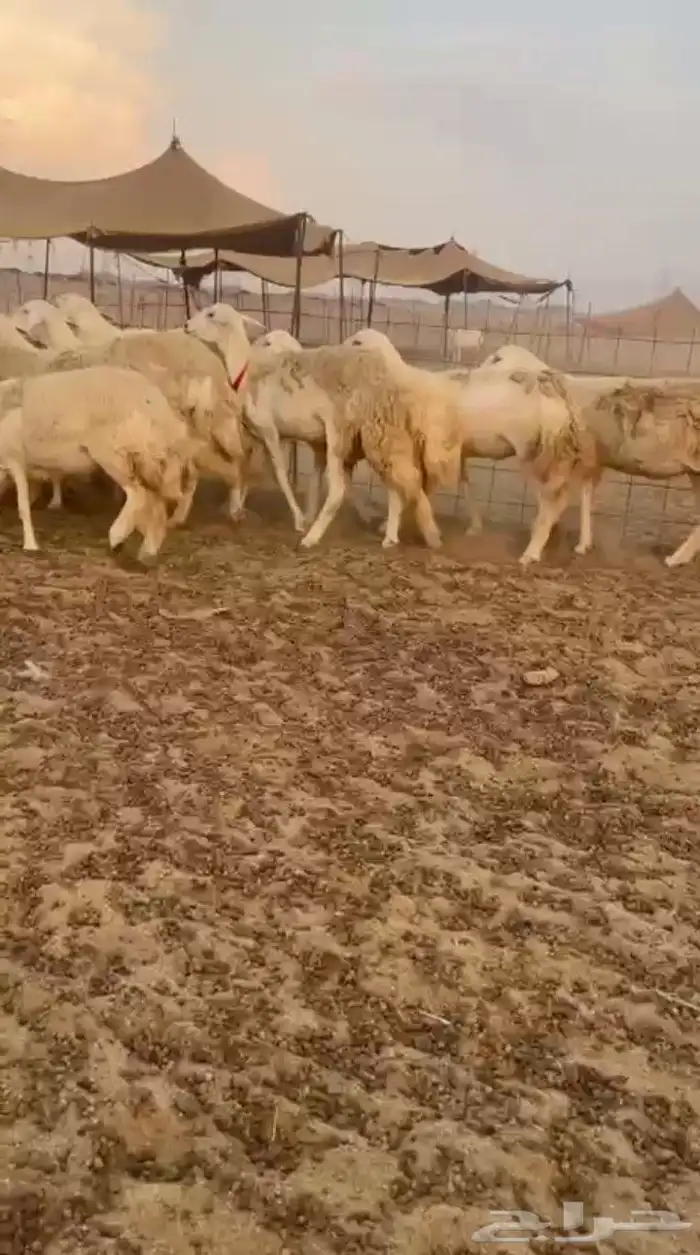 غنم حريات رخال حرش صنف 2