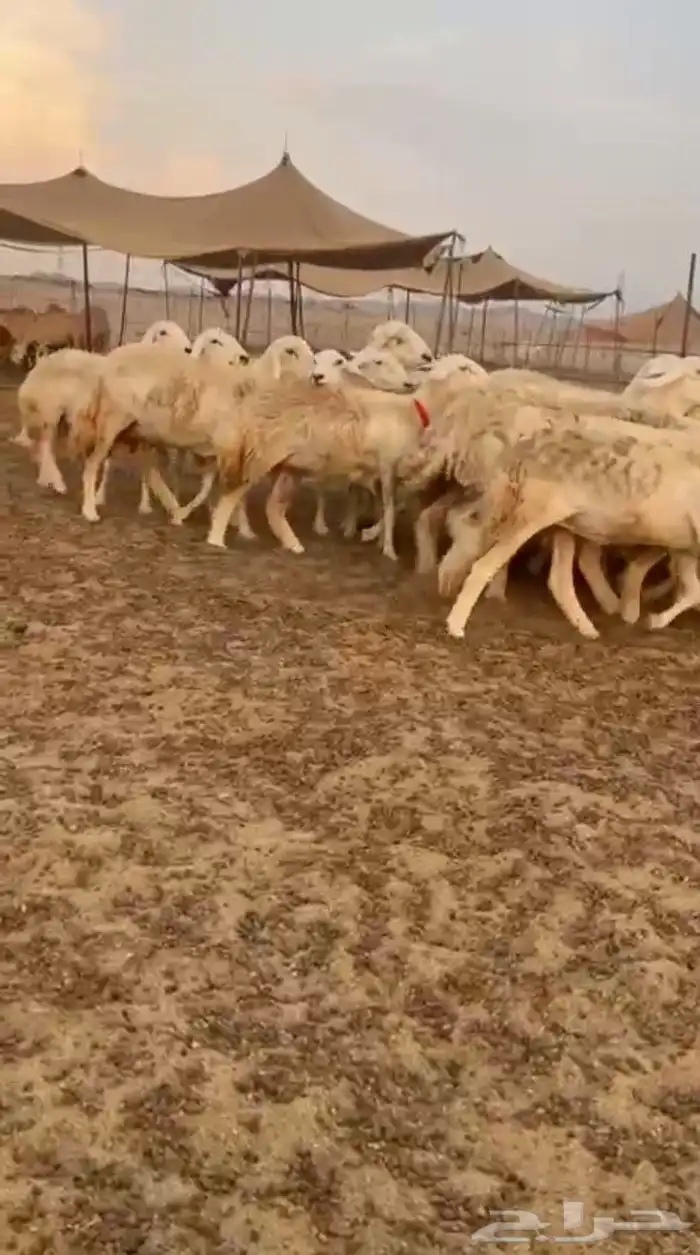 غنم حريات رخال حرش صنف 1