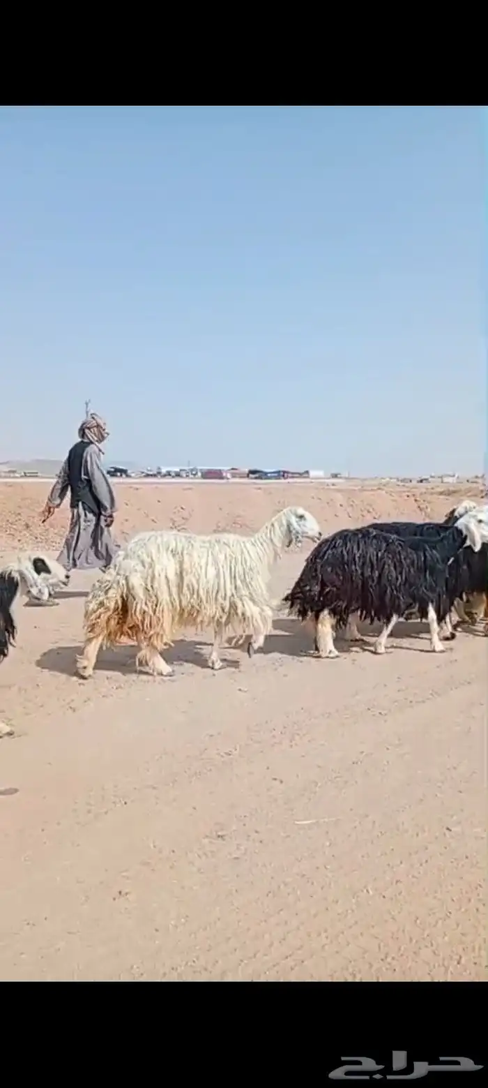 نجد مراح واحد عددها 18 1