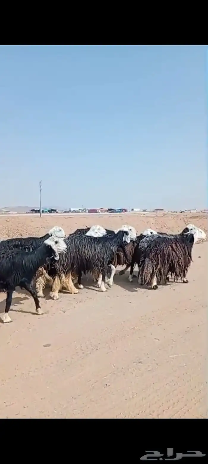 نجد مراح واحد عددها 18 2