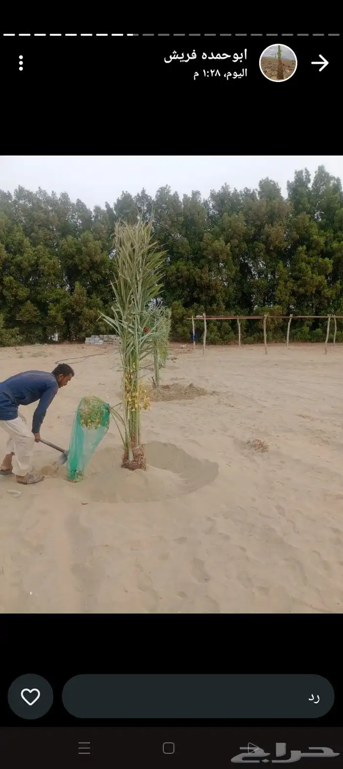 يوجد جميع انواع النخيل وجميع المقست   053 863 9765 3