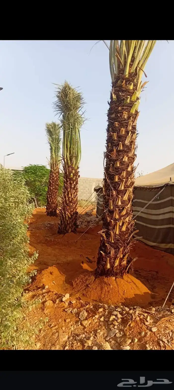 فروخ جثايث نقايل تصدير قطر الكويت الامارات جميع الانواع متو 1