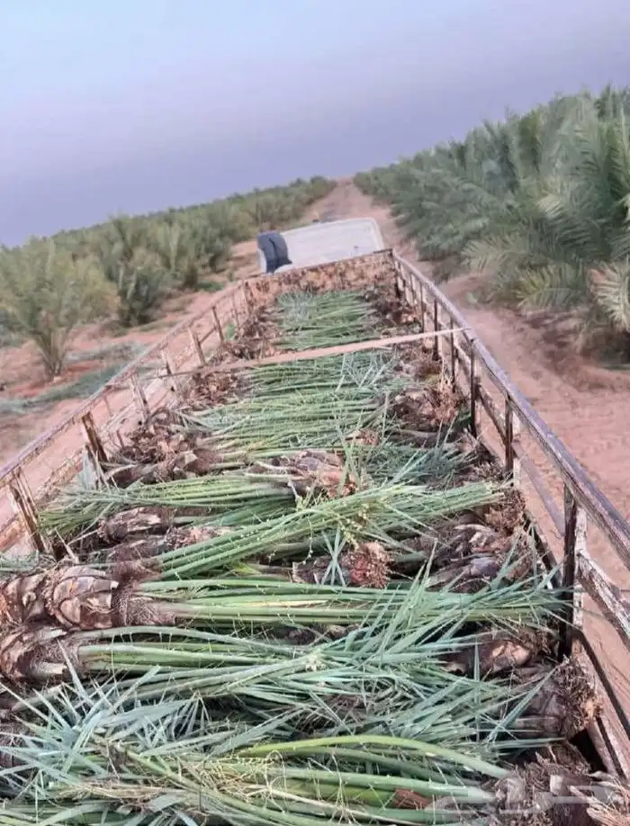 فروخ جثايث نقايل تصدير قطر الكويت الامارات جميع الانواع متو 5
