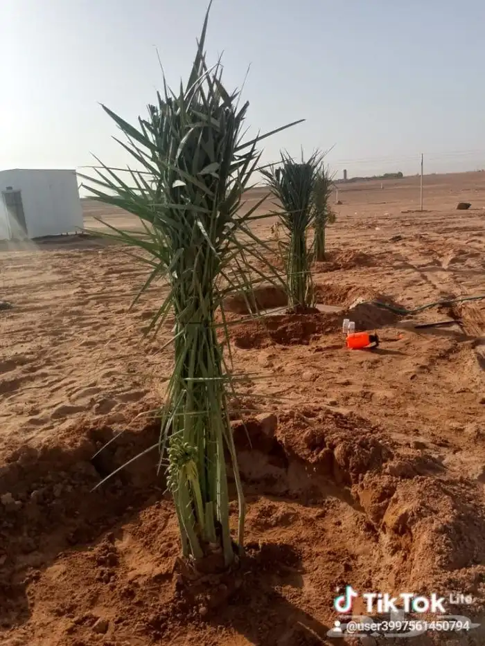 يوجد لدينا جميع انواع الفروخ والنخيل والواشنطني وتشبيك المزا 9