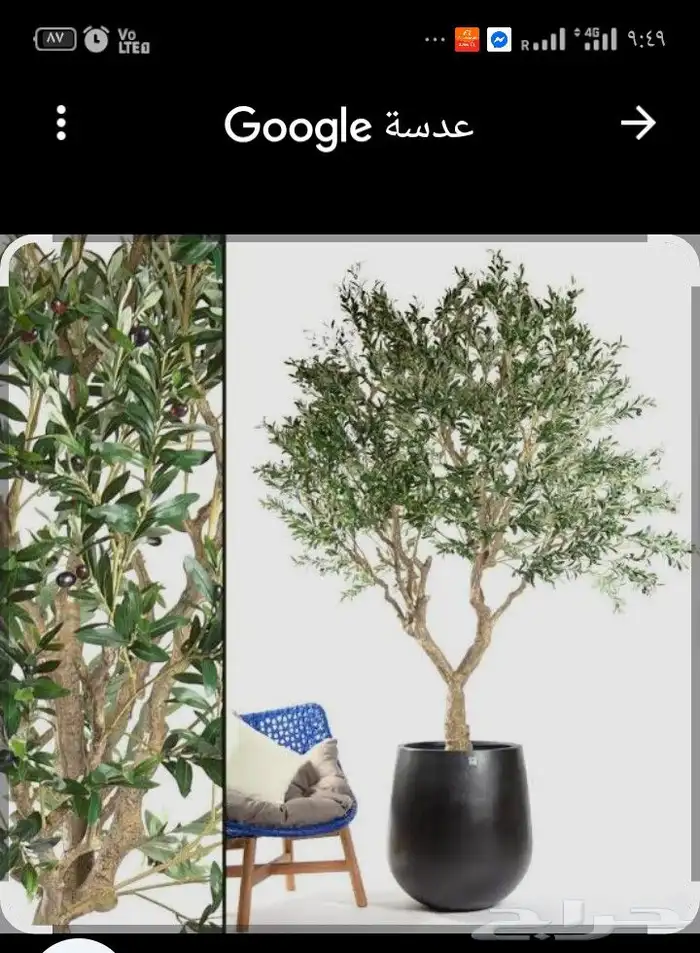 فني عمل اصيص وزراعه صناعي خبره مطلوب شريك لعمل معرض في جده ا 2