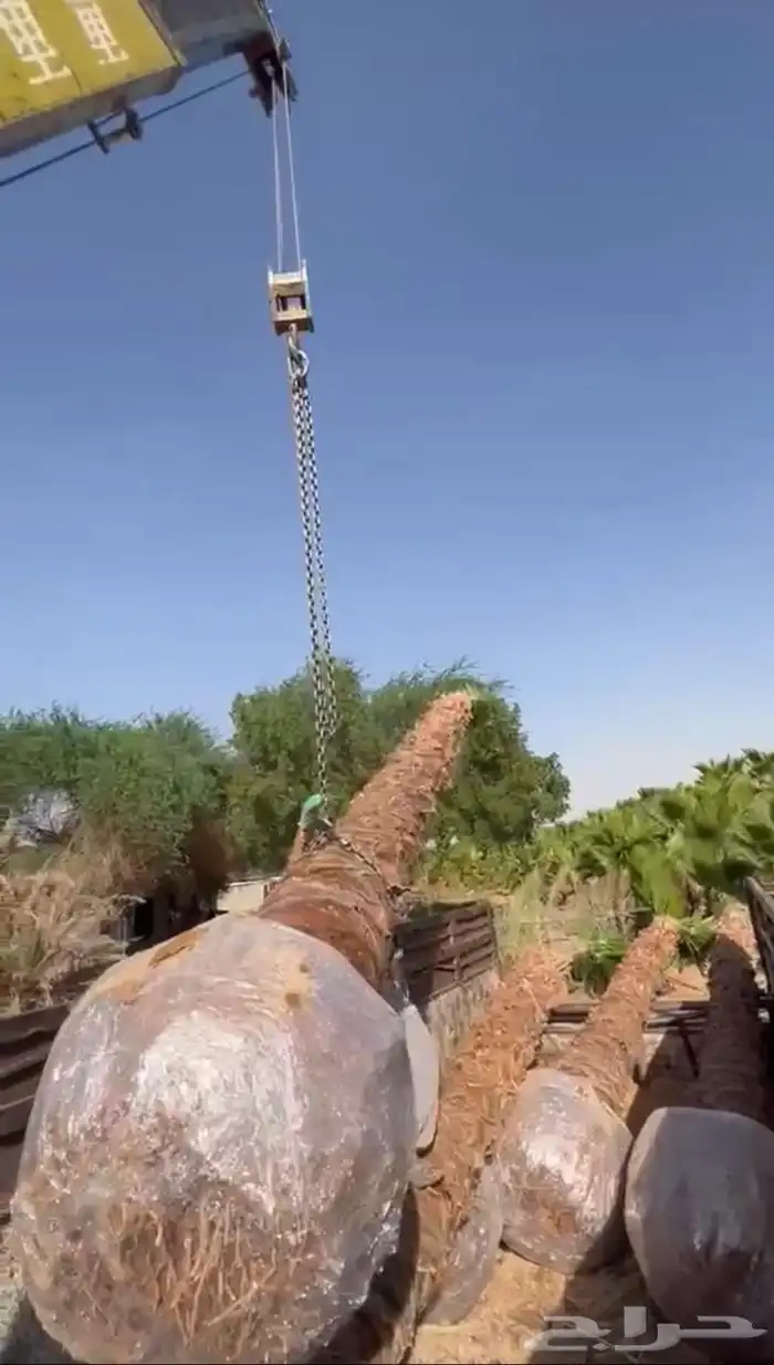 نخيل مثمر للبيع صقعي سكري اخلاص هلالي مجدوله شيشي خضري 1