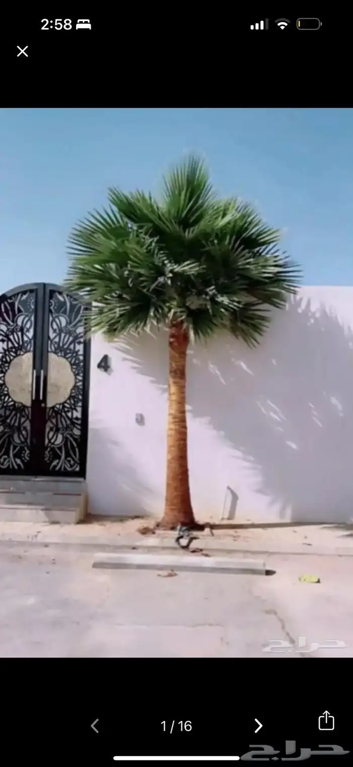 نخل وشنطني زينه امريكي للبيع 7