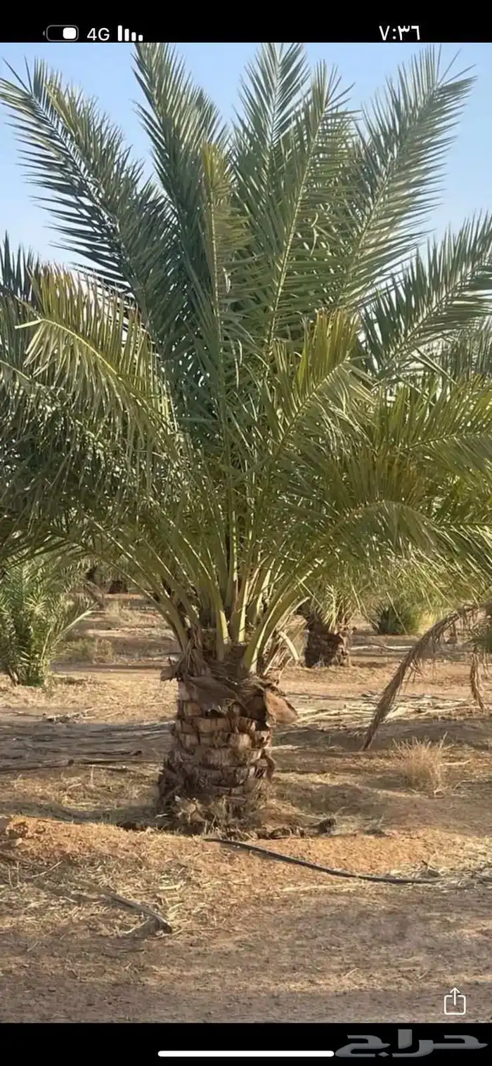 يوجد لدينا جميع انواع الفروخ والنخيل والواشنطني وتشبيك المزا 5