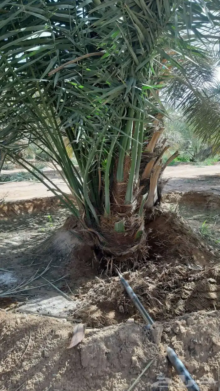 يوجد لدينا جميع انواع النخيل لتواصل 2