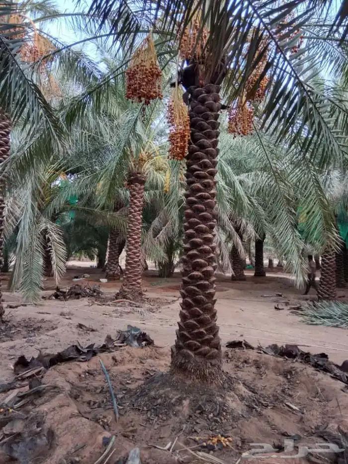 يوجد لدينا نخيل عربي مثمرر جميع انواع متوفره 4
