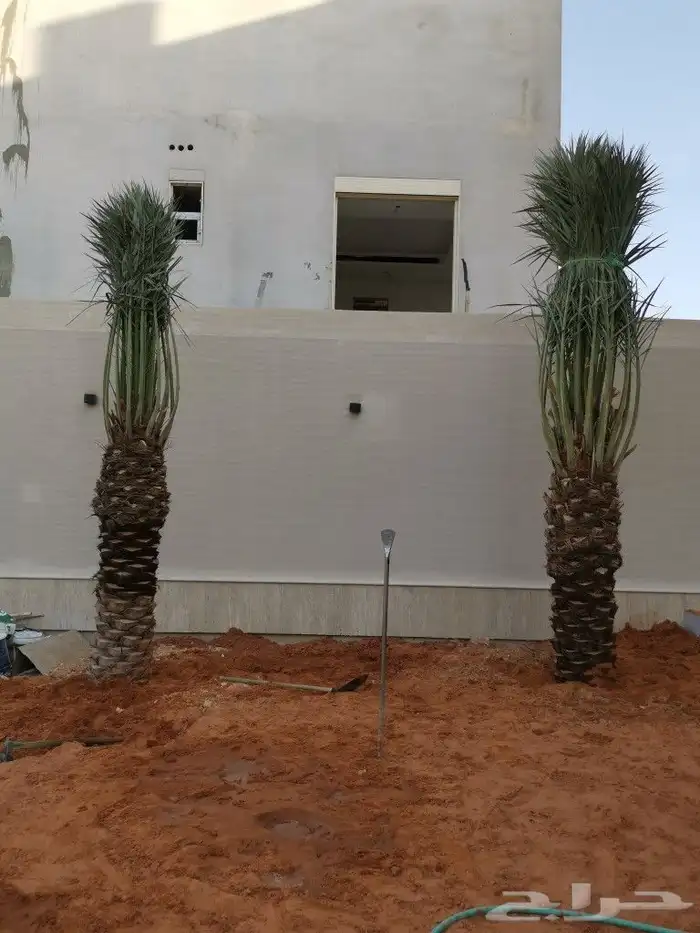 نخيل واشنطونيا ونخيل مثمر 10
